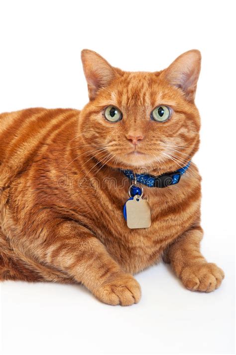 Portrait Of A Fat Orange Tabby Cat Stock Image Image Of