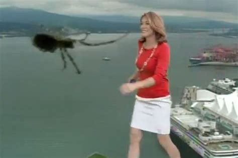 video giant spider scares the life out of tv weather presenter daily