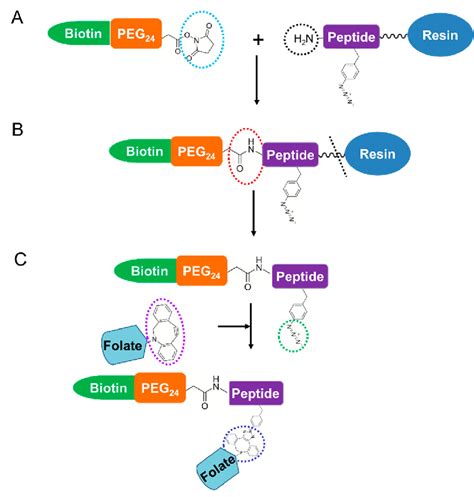 synthesis procedure  peptide conjugates   terminal peptide