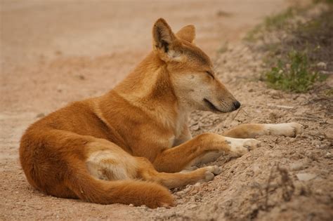 dingo  life  animals