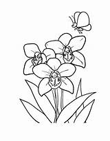 Orchid Coloring Pages sketch template