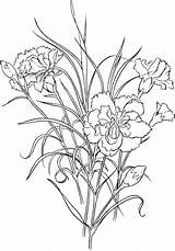 Dianthus Caryophyllus Carnation Azaleia Supercoloring Carnations Clavel Clove Colorare Capullo Masquerade Mask Erwachsene Categorías Blumen Coloriage Coloringpages101 Cif sketch template