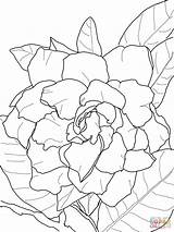 Gardenia Coloring Jasminoides Plena Pages Printable Drawing Supercoloring Silhouettes Categories sketch template