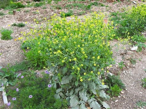 plantfiles pictures annual bastard cabbage common giant mustard