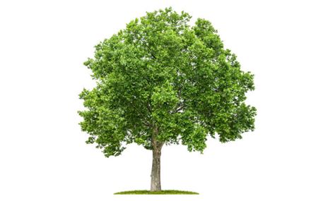 environnement importance de nos arbres le combat actualites mali