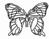 Leafwing Coloring Animals Pages sketch template
