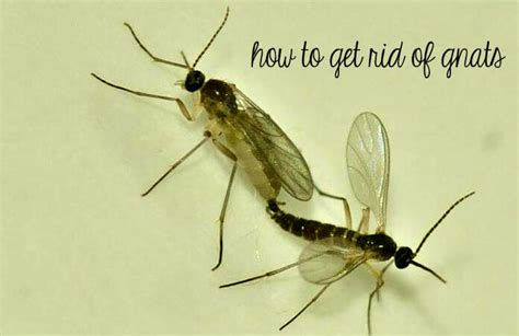 rid  gnats home remedies