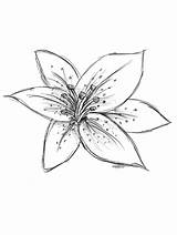 Drawing Flower Lilly Lilies Drawings Draw Lily Tiger Stargazer Flowers Easy Step Lilys Canvas Sketches Tattoos Tattoo Simple Pencil Coloring sketch template