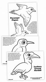 Coloring Eater Bee Hornbill Pages Passenger Pigeon Southern Grey Ground European Designlooter 67kb Visit sketch template