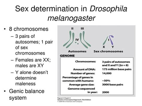 Ppt Chapter 4 Sex Determination And Sex Linked