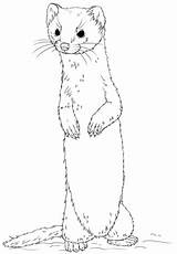 Weasel Coloring Drawing Ferret Pages Long Tailed Standing Drawings Clipart Cute Wiesel Printable Animal Sketches Lineart Ermine Weasels Getdrawings Animals sketch template