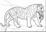 Tiger Coloring Pages Cub Getdrawings sketch template