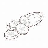 Cucumber Drawing Slice Clipart Paintingvalley Drawings Hand sketch template