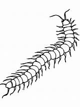 Centipede Millipede Robaki Kolorowanki Dzieci Insect Owady Primarygames Sketch Druku sketch template