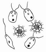 Zooplankton Plankton sketch template