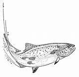 Salmone Salmon Ausmalbilder Lachs Colorare Supercoloring Ausmalbild Pesci Sheets sketch template