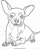 Chihuahua Malvorlage Ausmalen sketch template