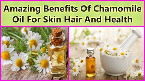 Amazing Benefits Of Chamomile Oil For Skin Hair And Health