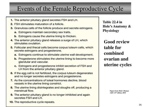 ppt chapter 25 reproductive system female ii lecture