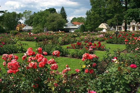 schenectady ny rose garden in schenectady photo picture image new