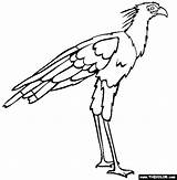 Bird Coloring Pages Secretary Birds Online Colouring Drawing Printable Color Animal Cool Thecolor Getdrawings Choose Board Gif sketch template