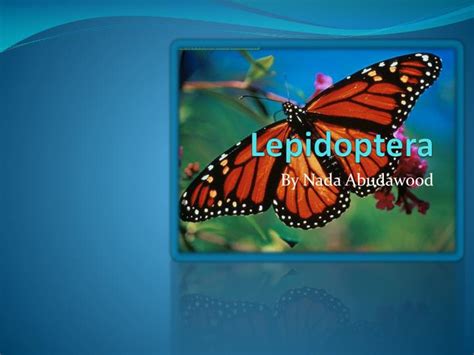 ppt lepidoptera powerpoint presentation free download id 2065566