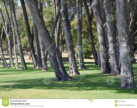 Tree Trunk Landscape Manning Park Western Australia