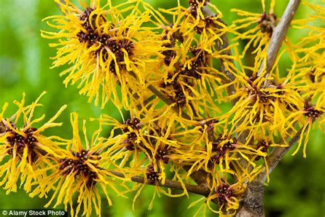 magical witch hazel trust this bright golden shrub to stave off the