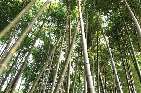 bamboo offers  agricultural  agribusiness opportunities