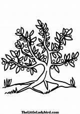 Olive Tree Coloring Drawing Pages Leaf Getdrawings Printable Getcolorings sketch template