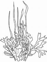 Seaweed Coloring Pages Drawing Ocean Printable Sea Underwater Plants Coral Kleurplaat Google Template Zeewier Colouring Search Printables Dessin Color Books sketch template