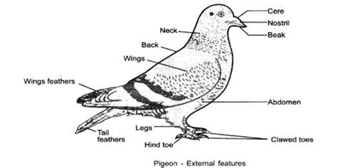 external features  pigeon qs study