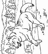 Loup Colorat Lobo Lupi Loups Animale Planse Lobos Imagini Dificiles Varcolaci Lup Nature Foret Coloriages Vizite Voturi Plansa sketch template