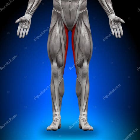 gracilis anatomy muscles stock photo  decaded