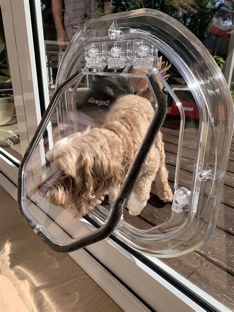 glass dog doors sydney paws petdoor