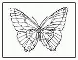Coloring Butterfly Outline Pages Popular sketch template