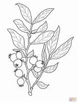 Coloring Huckleberry Branch Pages Drawing Fruit Printable Idaho Sawtooth Mountans Tattoo Drawings Flower Google Plant Sheets Nature Botanical Illustration Line sketch template