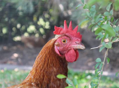 the lowdown on red sex links backyard chickens learn