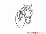 Pferdekopf Paardenkop Malvorlage Pferde Tegning Clipartsfree Measures Hoved Hest Illustrationen sketch template
