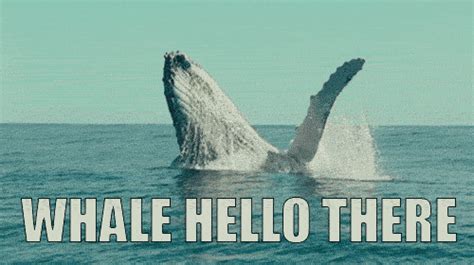whale hello s find and share on giphy
