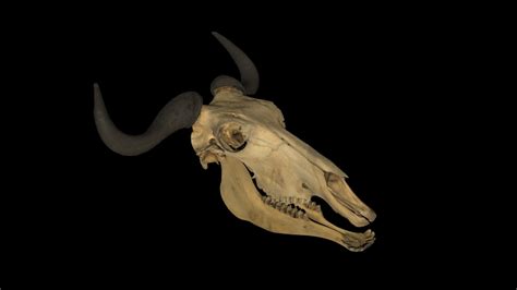 white bearded wildebeest skull  model  blackburn lab atufherps