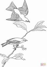 Tanager Scarlet Coloring Pages Drawing Silhouettes Categories sketch template