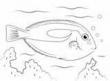 Pesci Chirurgo Pesce Tang sketch template