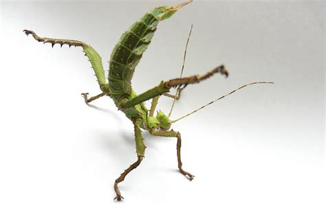 Meet The Jungle Nymph The Heaviest Stick Insect In The