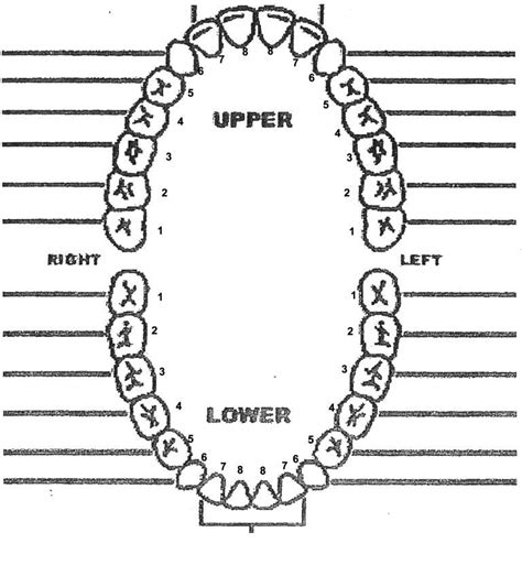 printable tooth chart