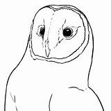 Coloring Owl Pages Them sketch template