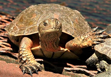 schildpad als krachtdier  la tara