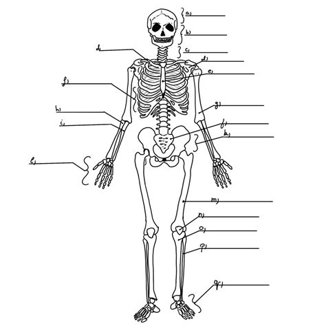 az emberi vazrendszer diagram quizlet