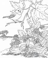 Coloring Pages Bird Birdhouse Chickadee Robin Birds Getcolorings Adults Getdrawings Colorings Capped sketch template