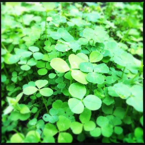 plant clover insted  grass    green
